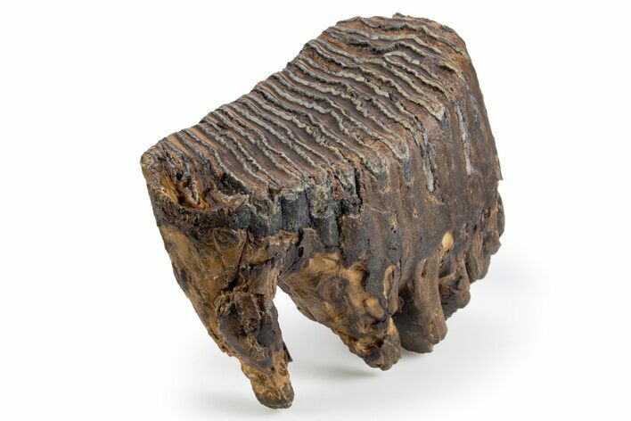 Juvenile Mammoth Molar - Siberia #303330